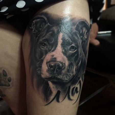 Hunde Portrait Pit Bull