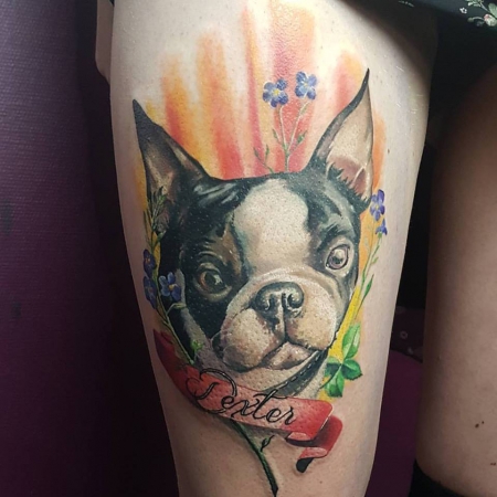 Boston Terrier
