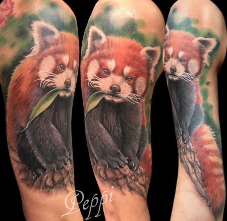 Roter Panda / Kleiner Panda