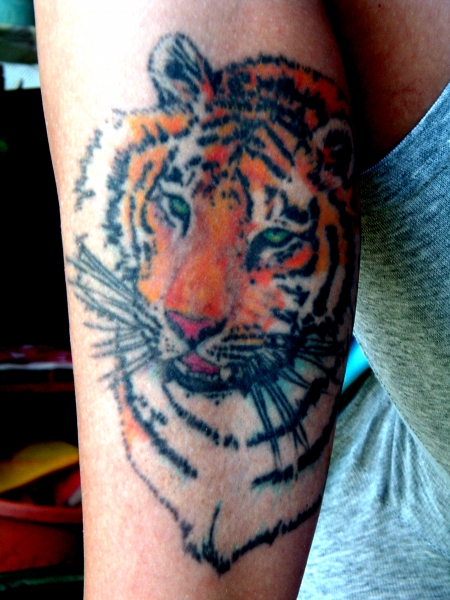 Tiger