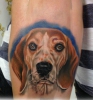 Beagle Hund Porträt 
