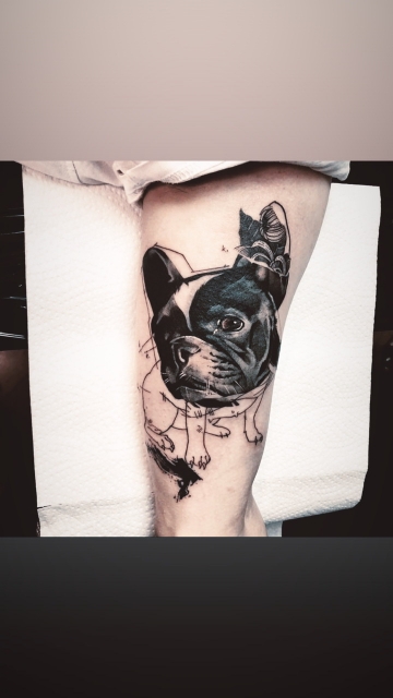 Französische Bulldogge von Bob Mosquito 