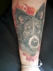 Mein Hund Mali