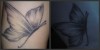 Schmetterling