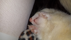 fritten's Bild