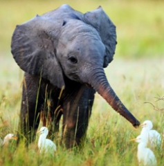 elefantam's Bild