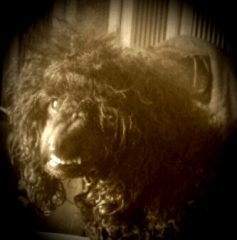 CelesteMumpitz's Bild