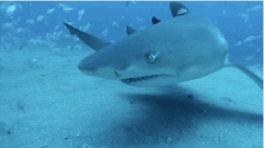 Whitetip's Bild