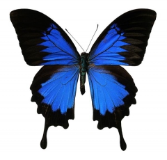 mariposanegra's Bild