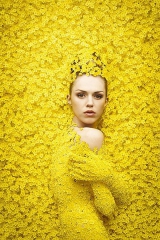 mimosa's Bild