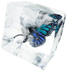 frozen-butterfly's Bild