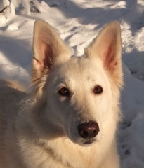Winterwölfin's Bild