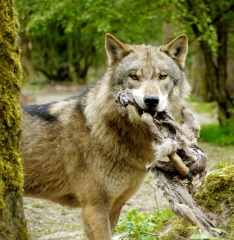 Krümelmonsterwolf's Bild