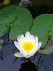 Meike Nießen's Bild