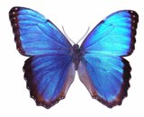 Schmetterlingchen's Bild