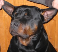 mister.stringer's Bild