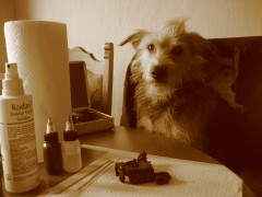 phantom's Bild