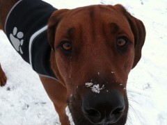 Ridgeback-Linchen's Bild