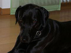 KiKa's Bild