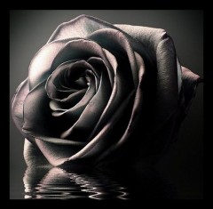 enjoy's Bild
