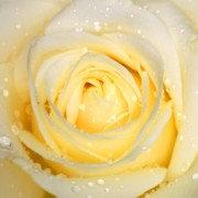 Jenny G.'s Bild