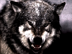 NecroWolf's Bild