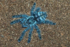 avicularia's Bild