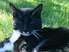 Tigerin86's Bild