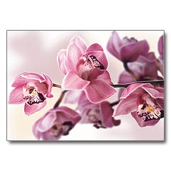 orchide's Bild