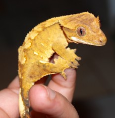 melidragon's Bild
