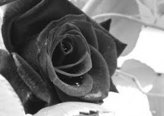 RoseMari's Bild
