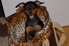 domiyvon's Bild