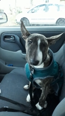 darkdreamzimmermann's Bild