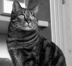 SchwarzeKatze's Bild