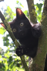 Moncat's Bild