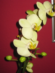 Orchidee24's Bild