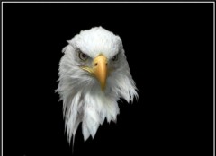 Loro's Bild