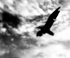InEvolution's Bild