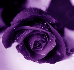 Sabine1968's Bild