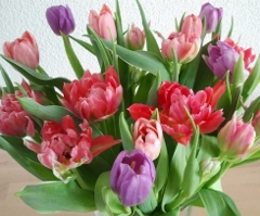 Tulpe55's Bild