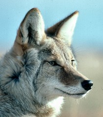 Coyote85's Bild