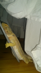 LemonNorbert's Bild