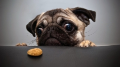 Teddy1's Bild