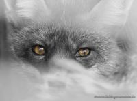 KaLih's Bild