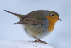 traudel's Bild
