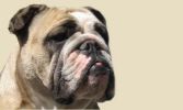 Bulldog Norge's Bild