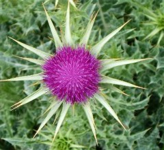 distel's Bild