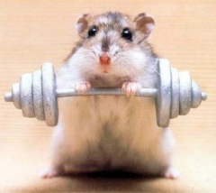 McHamster's Bild