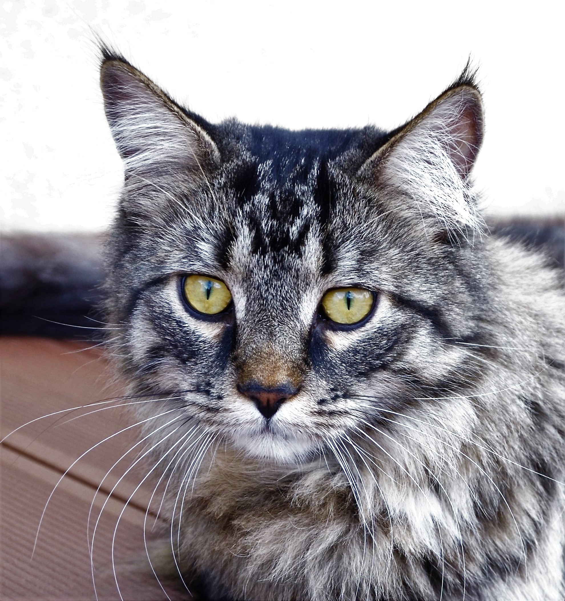 Kaluvis: brauche Hilfe wegen Bildqualität / bzw. weiteren Terminen