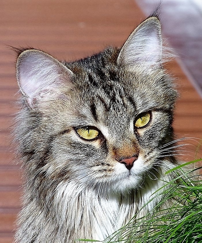 Kaluvis: brauche Hilfe wegen Bildqualität / bzw. weiteren Terminen